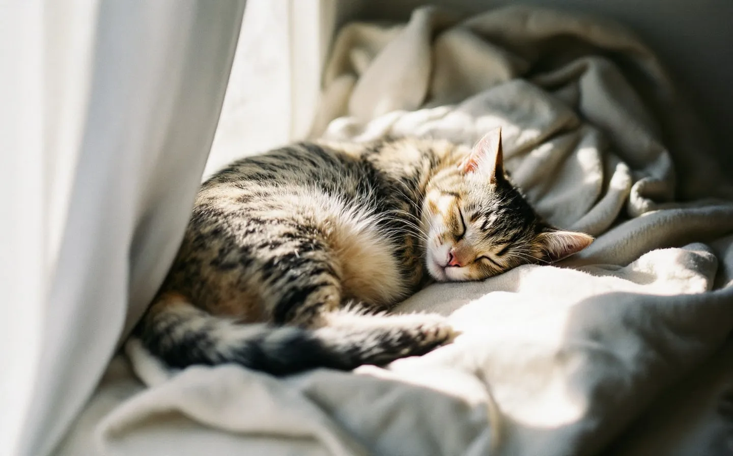 A cat resting at home in Arlington, TX. Arlington-area pet cremation services from Hallowed Paws.